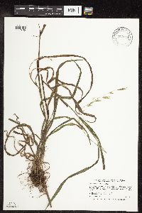 Bromus pubescens image