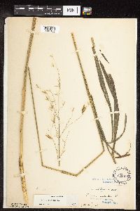 Bromus pubescens image