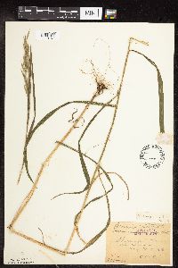 Bromus pubescens image