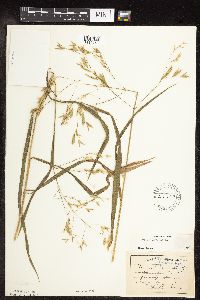 Bromus pubescens image