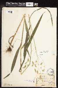 Bromus pubescens image