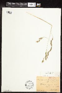 Bromus pubescens image