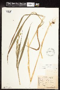 Bromus pubescens image