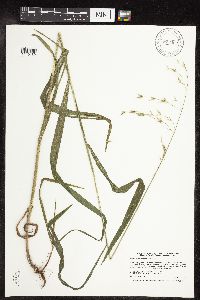 Bromus pubescens image