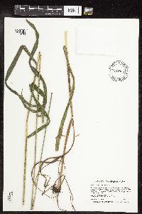 Bromus pubescens image