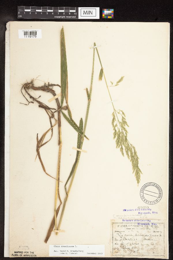 Cinna arundinacea image