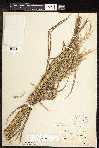 Cinna arundinacea image