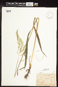 Cinna arundinacea image