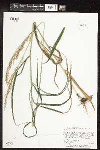 Cinna arundinacea image