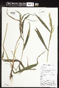 Cinna arundinacea image