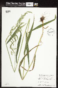 Cinna latifolia image