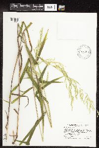 Cinna latifolia image