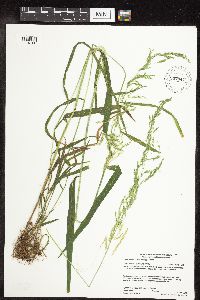 Cinna latifolia image