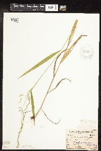 Cinna latifolia image