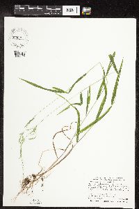 Cinna latifolia image