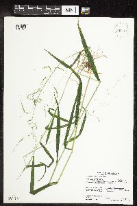 Cinna latifolia image