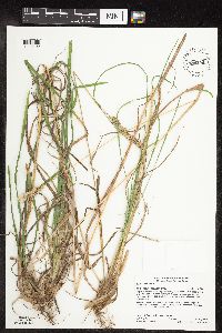 Dactylis glomerata image