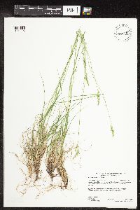 Danthonia spicata image