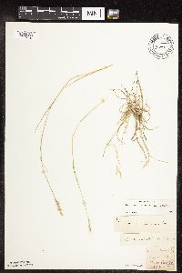 Danthonia spicata image