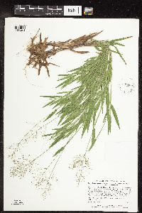 Dichanthelium praecocius image