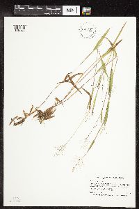 Dichanthelium acuminatum subsp. fasciculatum image