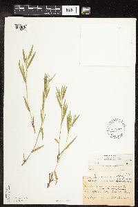Dichanthelium acuminatum subsp. columbianum image