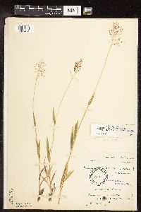 Dichanthelium acuminatum subsp. columbianum image