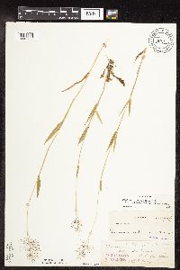 Dichanthelium acuminatum subsp. fasciculatum image
