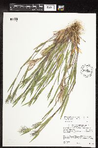 Media resource of Dichanthelium lanuginosum