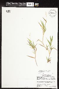 Dichanthelium acuminatum subsp. fasciculatum image