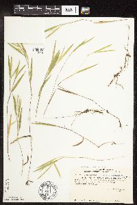 Dichanthelium acuminatum subsp. fasciculatum image