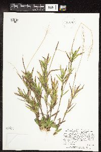 Dichanthelium acuminatum subsp. columbianum image