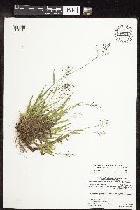 Dichanthelium subvillosum image