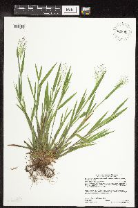 Dichanthelium lanuginosum image