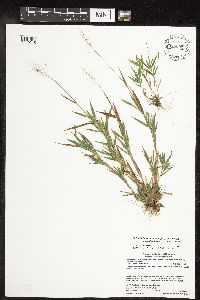 Dichanthelium acuminatum image