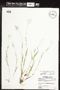 Dichanthelium subvillosum image