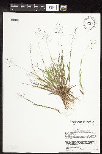 Dichanthelium acuminatum image