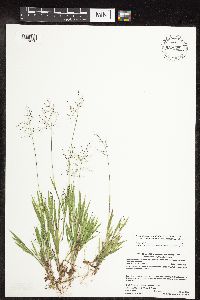 Dichanthelium acuminatum image