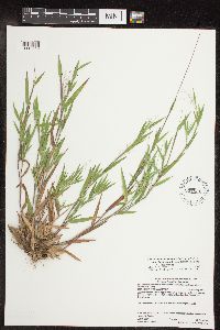 Dichanthelium lanuginosum image