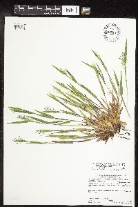 Dichanthelium subvillosum image