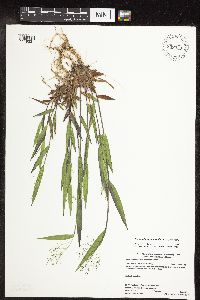 Dichanthelium boreale image