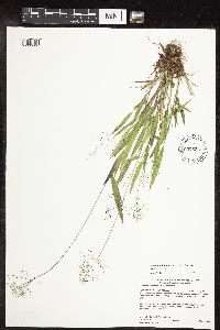 Dichanthelium boreale image