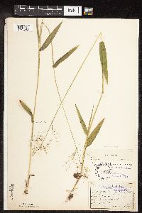 Dichanthelium boreale image