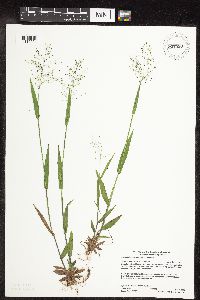 Dichanthelium boreale image