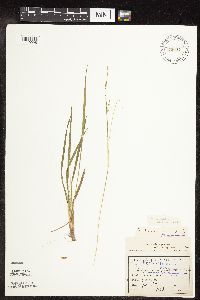 Dichanthelium perlongum image