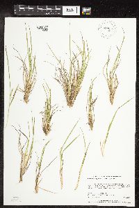 Dichanthelium depauperatum image