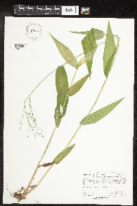 Dichanthelium latifolium image