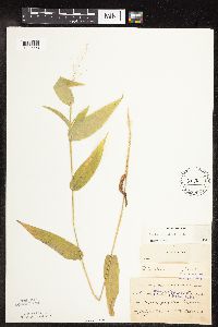 Dichanthelium latifolium image