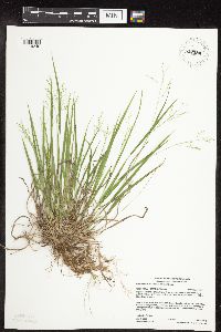 Dichanthelium linearifolium image