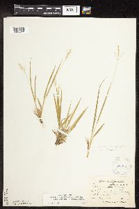 Dichanthelium linearifolium image